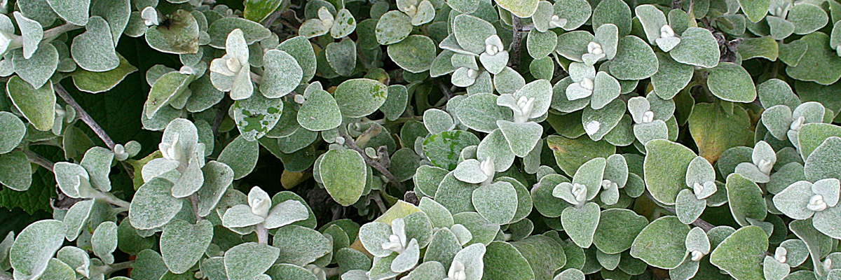 Licorice Plant